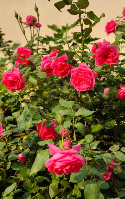 小众送妈妈的花有哪些花