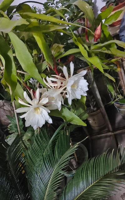 小众送妈妈的花有哪些花