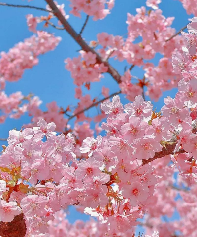 小众送妈妈的花有哪些花