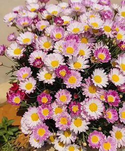 小众送妈妈的花有哪些花