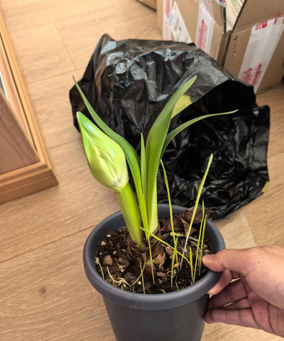 小众送妈妈的花有哪些花