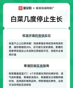 白菜几度停止生长