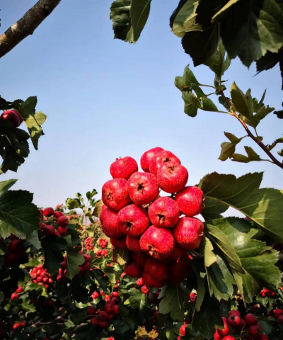 小众送妈妈的花有哪些花