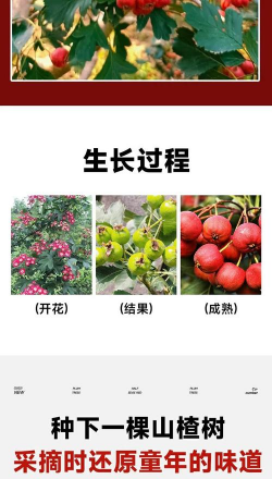 山楂树种植几年结果