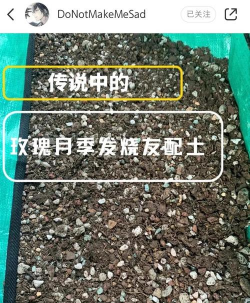 小众送妈妈的花有哪些花