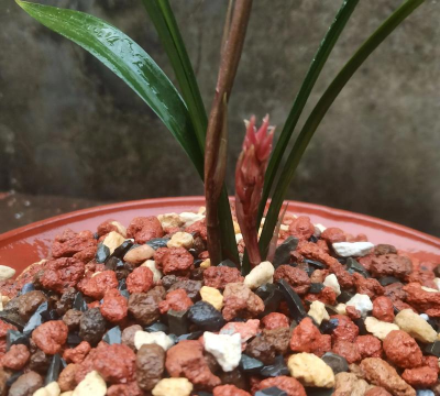 小众送妈妈的花有哪些花