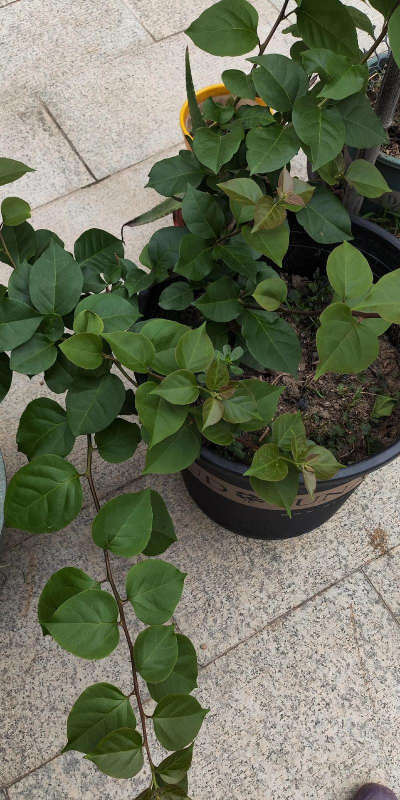 小众送妈妈的花有哪些花