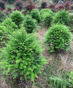 小众送妈妈的花有哪些花