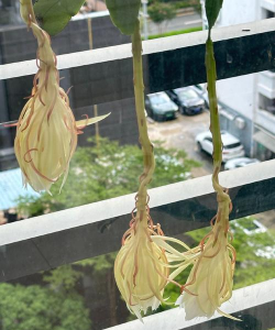 小众送妈妈的花有哪些花