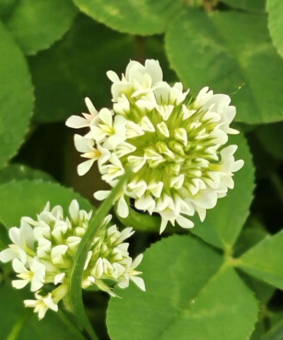 小众送妈妈的花有哪些花