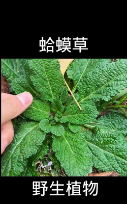 蟾蜍草 蟾蜍草百科