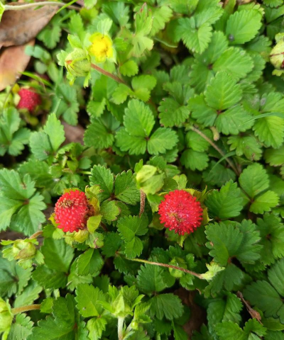 小众送妈妈的花有哪些花