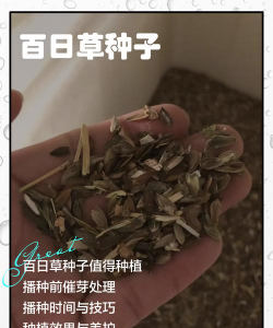 百日草种子怎么种 百日草种子怎么种