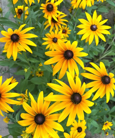 黑心菊 黑心菊百科