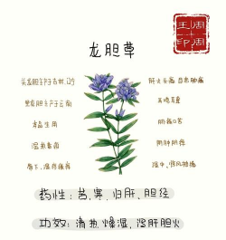 龙胆草 龙胆草百科
