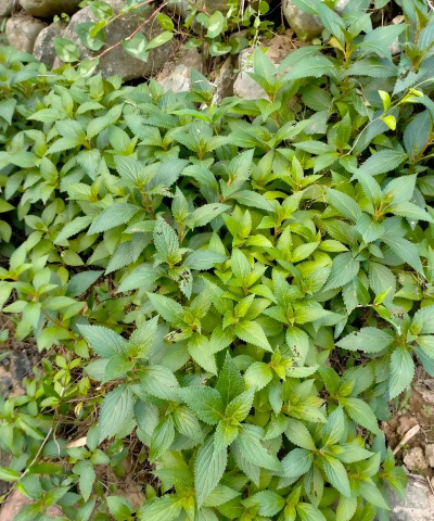 溪黄草 溪黄草百科