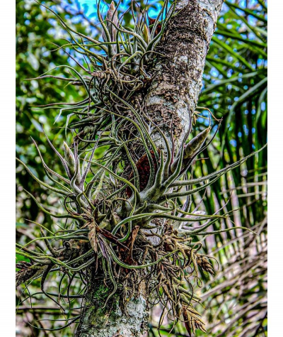 小众送妈妈的花有哪些花