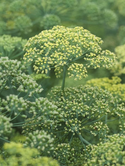 小众送妈妈的花有哪些花