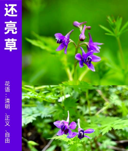 小众送妈妈的花有哪些花