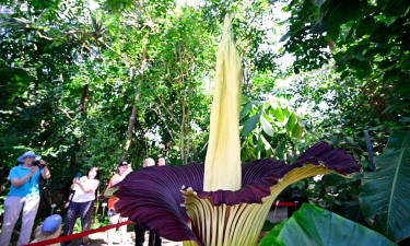 小众送妈妈的花有哪些花