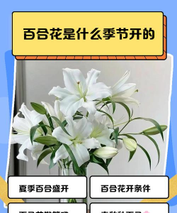 小众送妈妈的花有哪些花