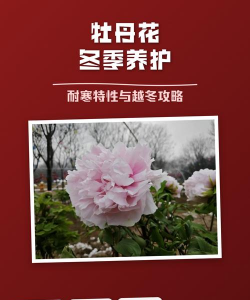 小众送妈妈的花有哪些花