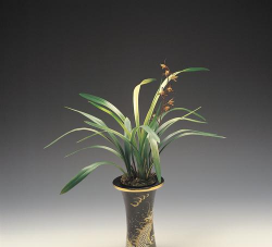 小众送妈妈的花有哪些花