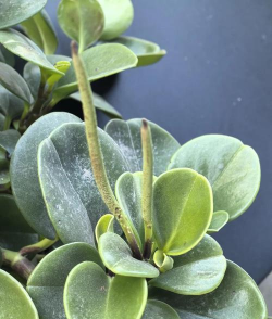 圆叶椒草 圆叶椒草百科