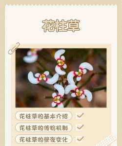 小众送妈妈的花有哪些花