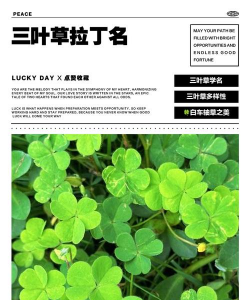 小众送妈妈的花有哪些花