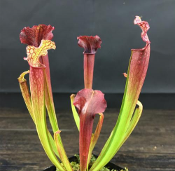 小众送妈妈的花有哪些花