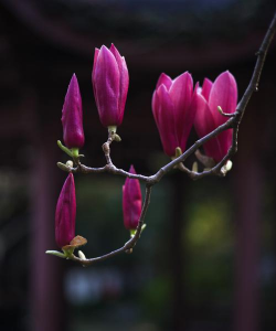 小众送妈妈的花有哪些花