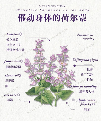 鼠尾草 鼠尾草百科