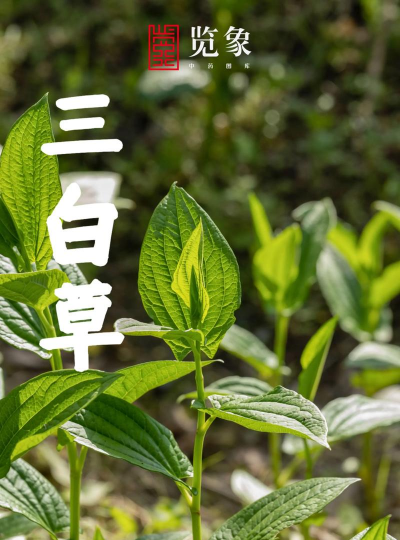 三白草 三白草百科