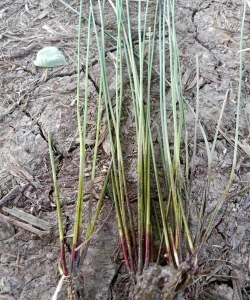 灯芯草 灯芯草百科