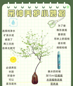 小众送妈妈的花有哪些花