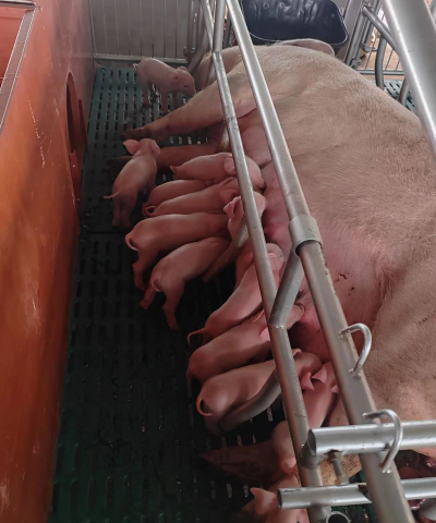 小众送妈妈的花有哪些花