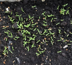 小众送妈妈的花有哪些花