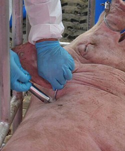 小众送妈妈的花有哪些花