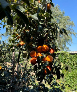 小众送妈妈的花有哪些花