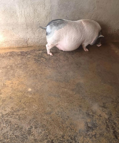 小众送妈妈的花有哪些花