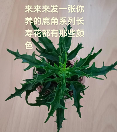 小众送妈妈的花有哪些花