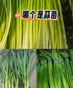 蒜苔是大蒜长出来的吗