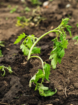 小众送妈妈的花有哪些花
