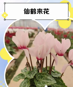 小众送妈妈的花有哪些花