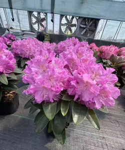 小众送妈妈的花有哪些花