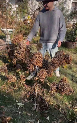 小众送妈妈的花有哪些花