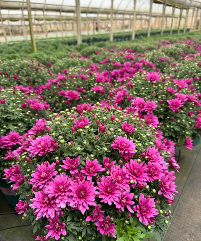 千头菊耐寒温度多少