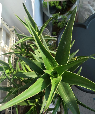 小众送妈妈的花有哪些花