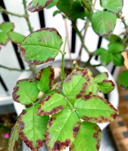 小众送妈妈的花有哪些花